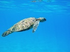 Green turtles make comeback on Kelantan’s coast after 30 years