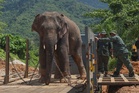 Perhilitan relocates wild male elephant from Kampung Pulau Setelu