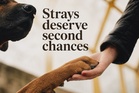 Malaysia’s stray dogs need adoption, patience, compassion