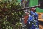 Pahang govt orders immediate coordination on hazardous trees