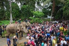 Perak Perhilitan monitoring, herding wild elephant back to forest