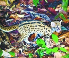 Rare juvenile leopard cat sighted at Sabah’s Rainforest Discovery Centre