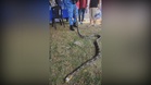 APM personnel dies after being bitten by King Cobra
