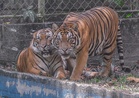 Over 2,300 wildlife roadkill cases recorded since 2022