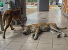 Pet licence no excuse for animal cruelty: Malaysian Bar