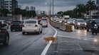 Highway cat abandonment discussion triggers outrage, calls for greater compassion towards animals