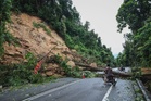 Tree safety audits urged after 50 deaths