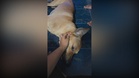 Rocky deserved better: Choosing compassion over cruelty