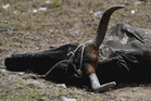 Dead animals, barren fields, and hunger – El Nino chokes Central America