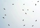 Marine police, Perhilitan seized over 50 protected birds in Terengganu