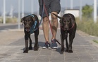 Provoking dogs to attack may be an offense: Penang DVS