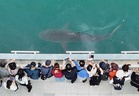 Lost shark becomes viral star in South Korea