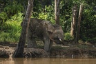 Malaysia’s ‘elephant whisperer’ fights to save Borneo’s endangered giants