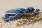 500 green sea turtle hatchlings released in Kertih