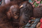 Indonesia saves second orangutan mother and baby from wildfire