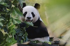 Two giant pandas sent by China arrive in US
