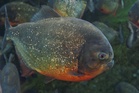No sign of piranha population in Klau Dam yet – DOF
