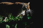 Tiger attack: Perhilitan mobilises personnel to track down, inspect incident site