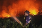 Walking through flames: Orangutan rescued in Indonesia fires