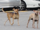 No human rabies cases in Penang, health department remains alert – Exco