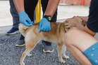 Changloon dog owners step up precautions after first human rabies death