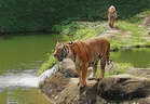Budget 2027: RM15m conservation fund to protect Malayan tigers, Bornean elephants and orangutans