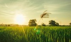 Asean needs a joint energy and food brain trust