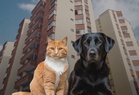 Shah Alam High Court rules condo management cannot impose blanket pet ban