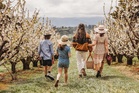 Melbourne in Spring: Tulip Fields and Blossom Escapes