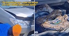 M’sian Attending KL Wedding Shocked After DJ Announces That a Python Had Slithered into Their Vehicle