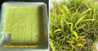 M’sian Doctor Surprises Mum with Homemade Seri Muka on Birthday, Accidentally Uses ‘Lalang’ Instead of Pandan