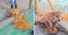 M’sians Gush Over Stray Dog’s “Guilty Face” While Tangled in Futsal Net Before Swift Sarawak APM Rescue