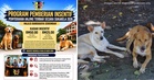 Seremban City Council to Offer Malaysians RM50 to Hand Over Stray Dogs, RM25 for Puppies