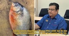 Pahang Fisheries Department Probes Viral Claim After Angler Allegedly Catches Piranha At Klau Dam