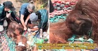 Viral Orangutan Rescued In Indonesia Dies Hours After Suspected Wildfire Smoke Exposure