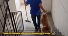 Dog Reportedly Left Behind By Owner After Moving Away, Still Waits Outside Home & Refuses To Leave