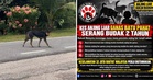 M’sian Animal Association Calls on Stray Dog Advocates to Come Forward After Blaming 2yo for Provoking Dogs