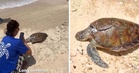 “When will this stop?” – Heartbreaking Video of Dead Turtle With Cracked Shell at Redang Sparks Outrage