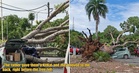 M’sian Child Narrowly Escapes Tragedy After Moving To Back Seat For Chocolate Before Tree Crushes Car