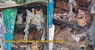 M’sian Raises Concern Over 20 Cats Kept In Cramped & Dirty Cages, Owner Says It’s To Protect Them From Dogs
