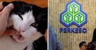 Got Bitten By Your Own Cat? M’sians May Be Eligible For SOCSO Claims Covering Medical Bills & Paid Medical Leave