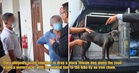 2 Elderly Men Plead Not Guilty to Dragging Female Dog Tied to Motorcycle Along Penang Road