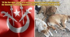Exco: Pet & Strays Dogs In Kelantan Without Rabies Vaccination Tags May Be Culled After April Each Year