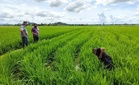 Belanjawan 2027: RM2.62 bilion untuk pesawah, insentif penuaian naik, elaun nelayan RM300 sebulan