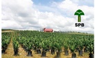 Sarawak Plantation tuai hasil penanaman semula, pengeluaran buah tandan segar dijangka meningkat 13.1% – RHB Research