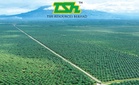 Sasaran buah tandan segar TSH Resources bagi FY26F kekal 773,000 tan, kata RHB Research
