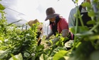 IRDA, PwC: Petani kecil berpeluang guna AI dan dron tanpa perlu modal besar menerusi JS-SEZ