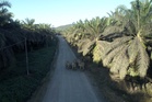 Man trampled to death by elephant, son escapes 