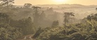 Sabah carbon negative in landmark studies