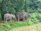 Elderly man dies after elephant attack in Lahad Datu